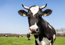 Cow