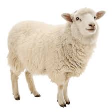Sheep